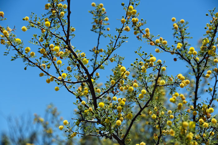 Whitethorn Acacia prefers dry slopes, washes, flat desert areas and mesas, arroyos and washes, sandy and sandy loam soils; often in shallow caliche- and limestone-soils; mid- to high-elevations. Vachellia constricta (=Acacia constricta)